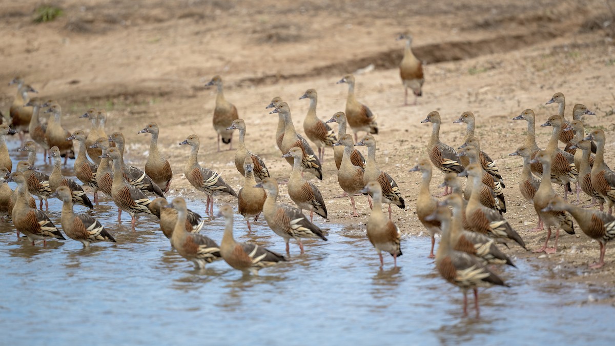 Plumed Whistling-Duck - ML645547670