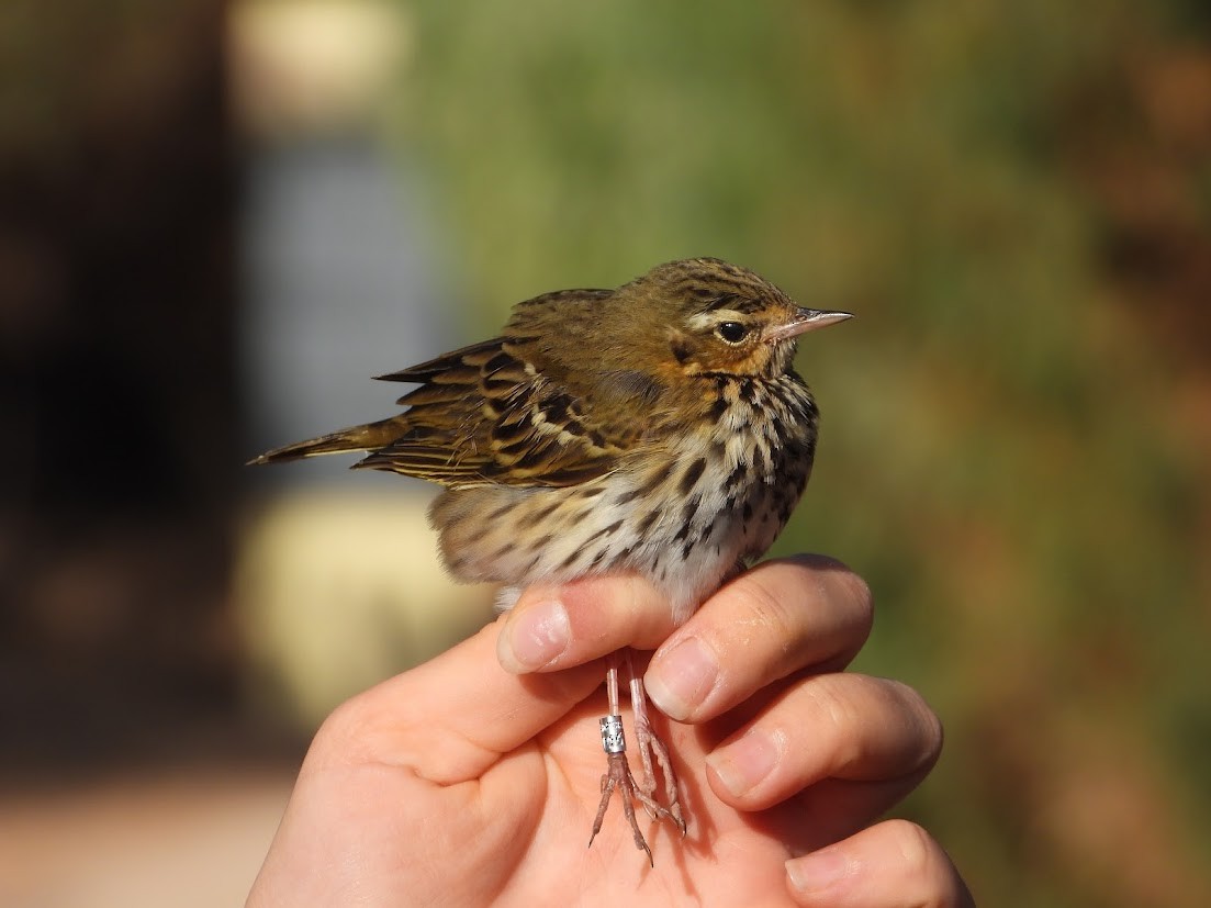 Olive-backed Pipit - ML645547671