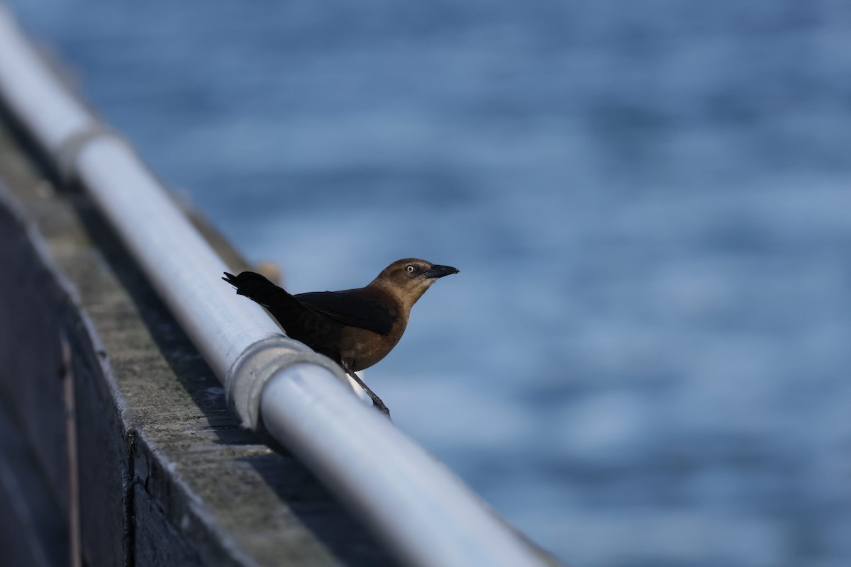 Great-tailed Grackle - ML645547672
