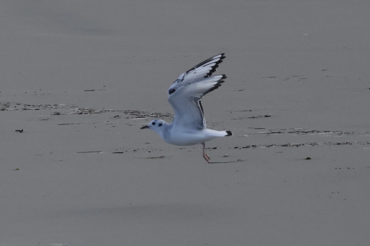 Bonaparte's Gull - ML645547674