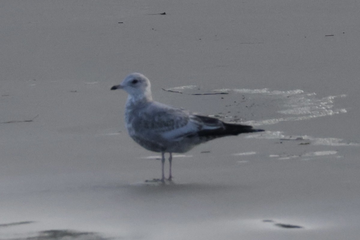 Short-billed Gull - ML645547676