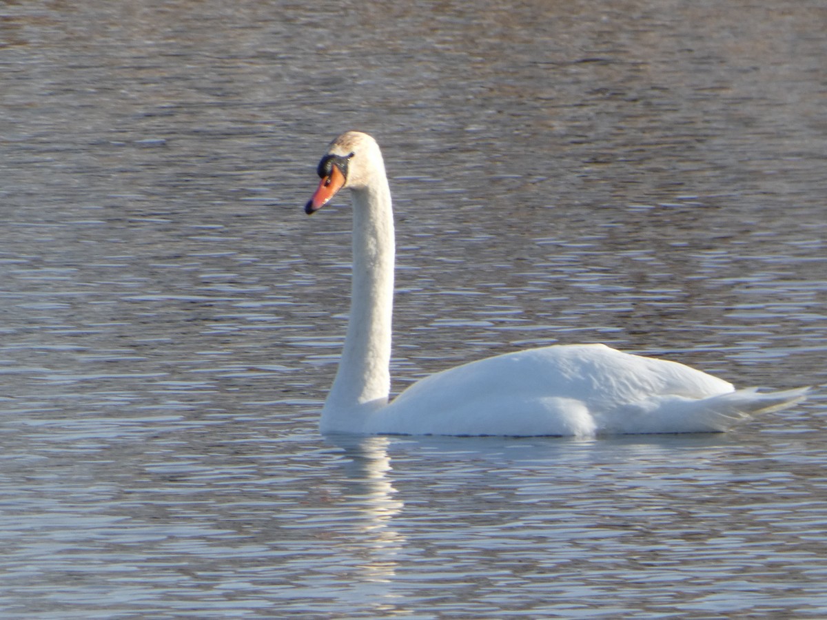 Mute Swan - ML645547681
