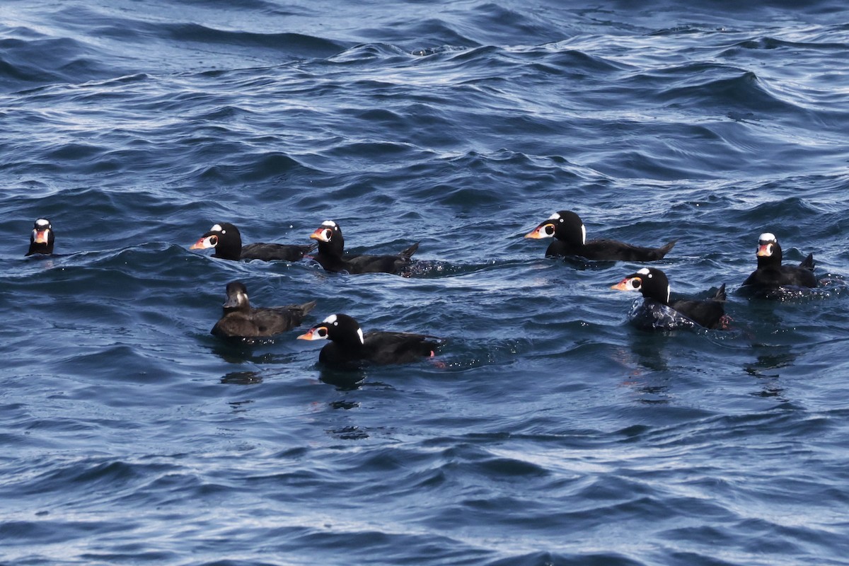 Surf Scoter - ML645547682