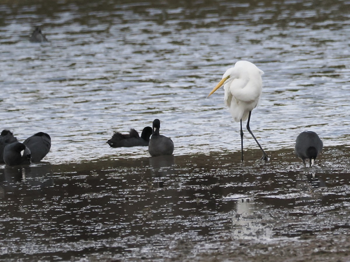 Great Egret - ML645547683