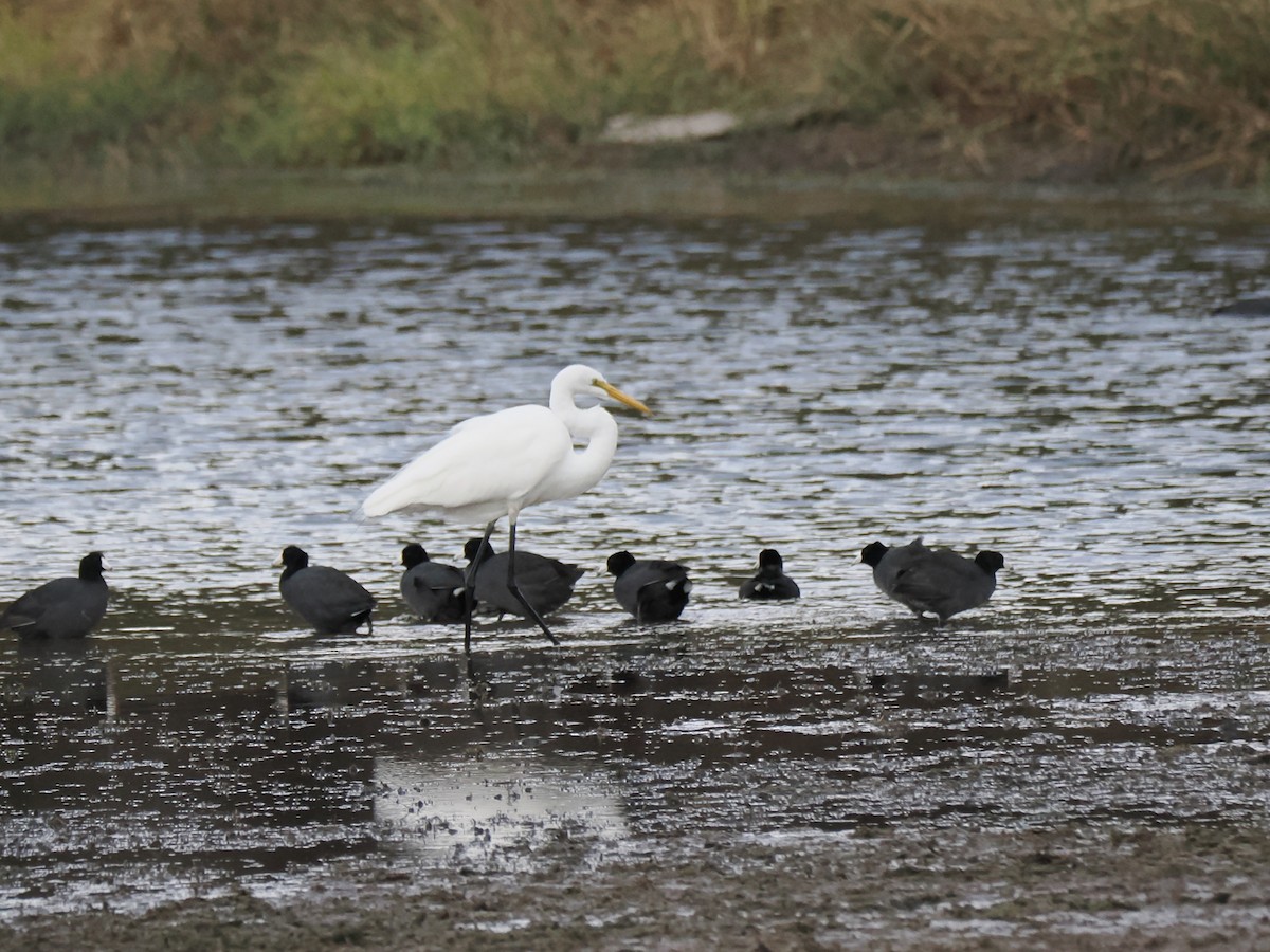 Great Egret - ML645547684