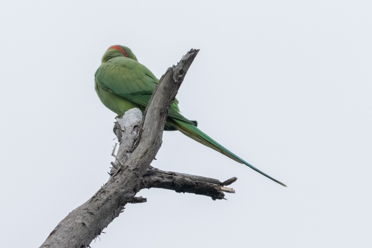 Rose-ringed Parakeet - ML645547687