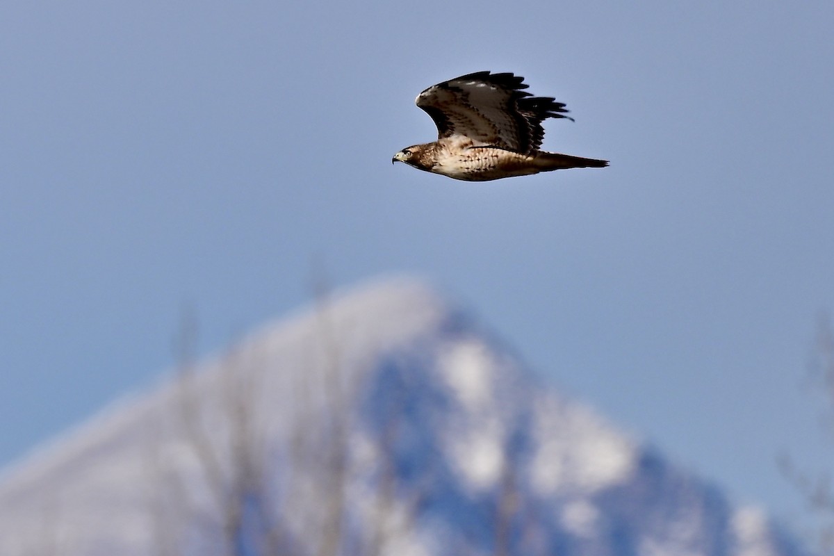 Red-tailed Hawk - ML645547689