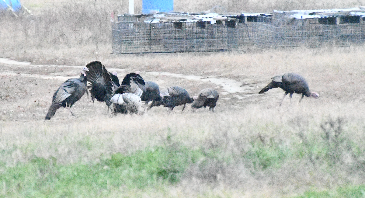 Wild Turkey - ML645547690