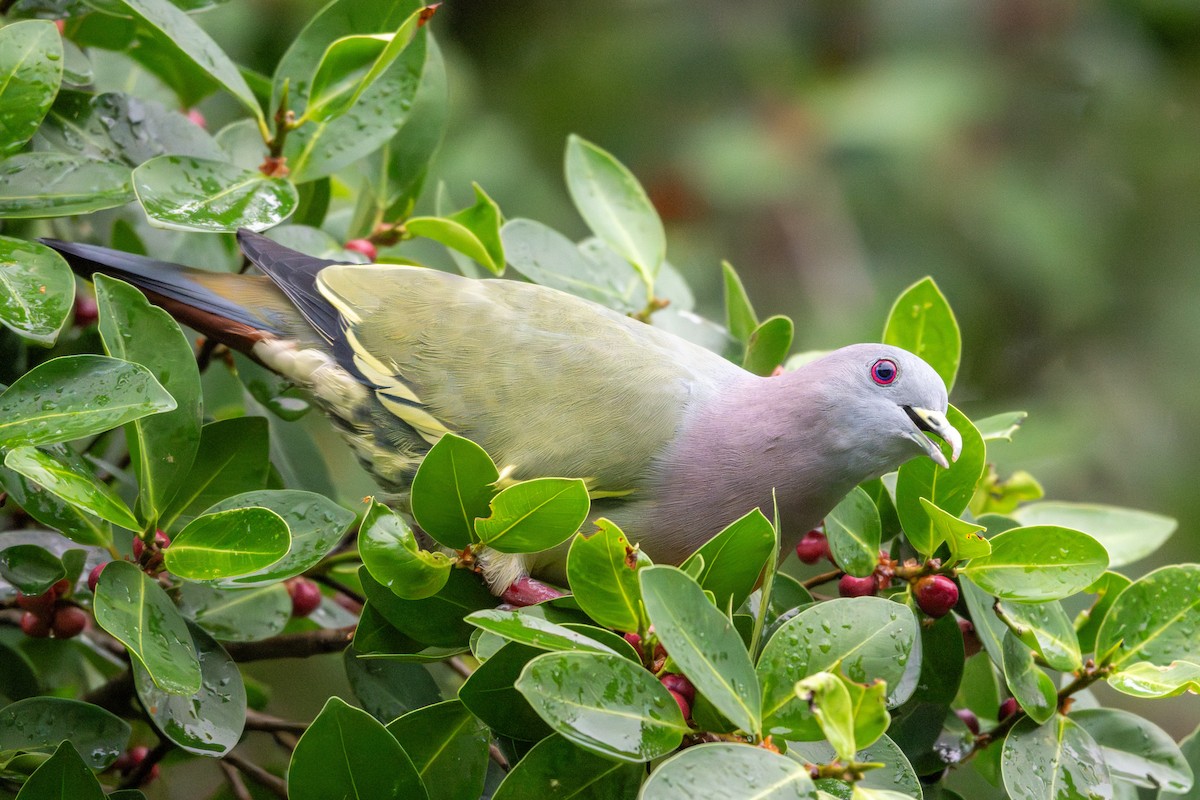 Pink-necked Green-Pigeon - ML645547692