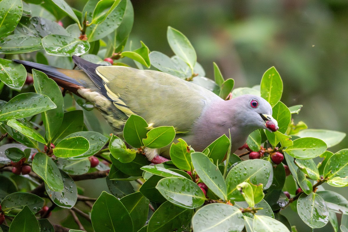 Pink-necked Green-Pigeon - ML645547694