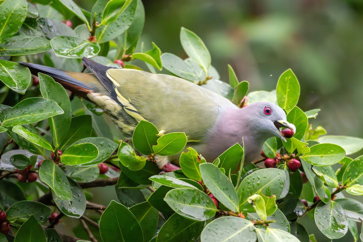 Pink-necked Green-Pigeon - ML645547695