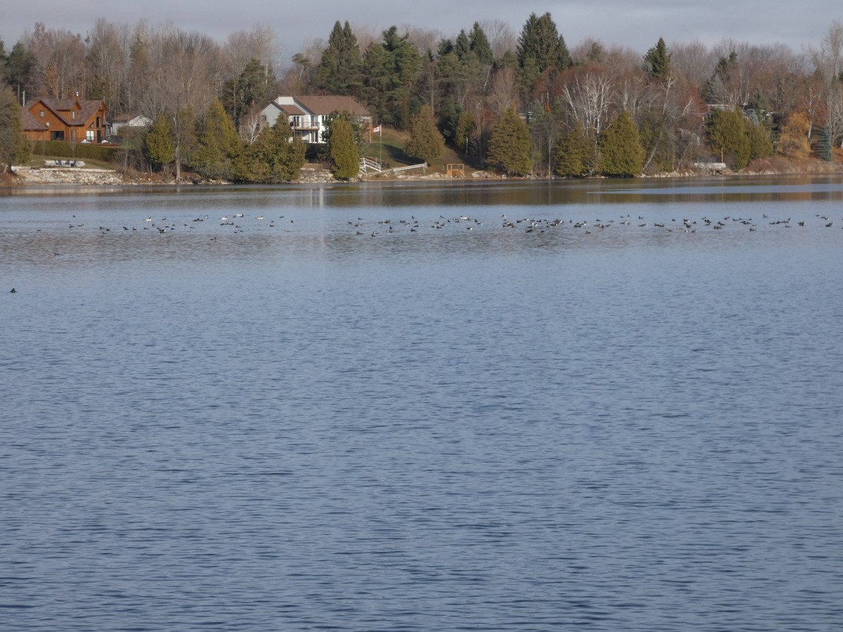 Hooded Merganser - ML645547702