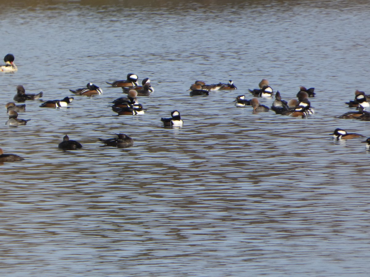 Hooded Merganser - ML645547706