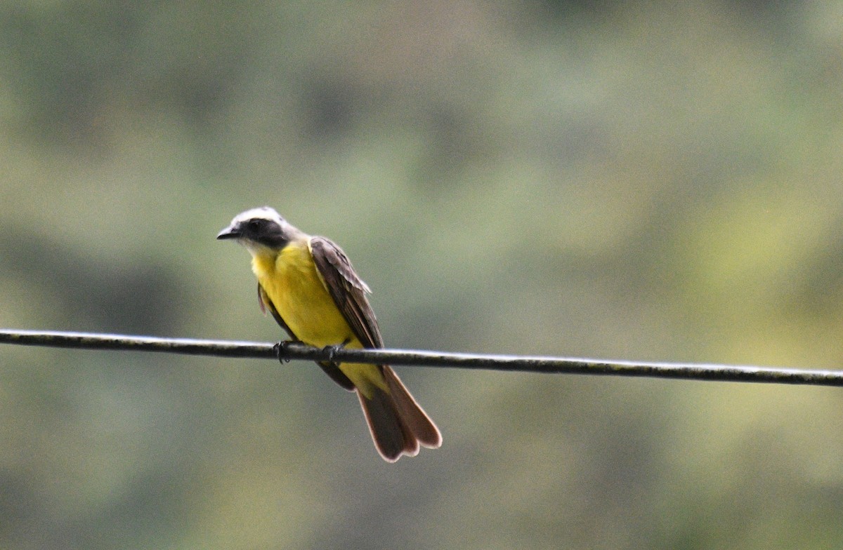 Sosyal Tiran - ML645547708