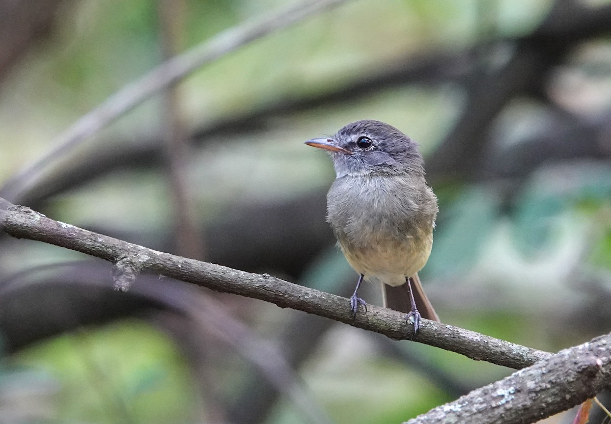 Mosquero Pechigrís - ML645547717