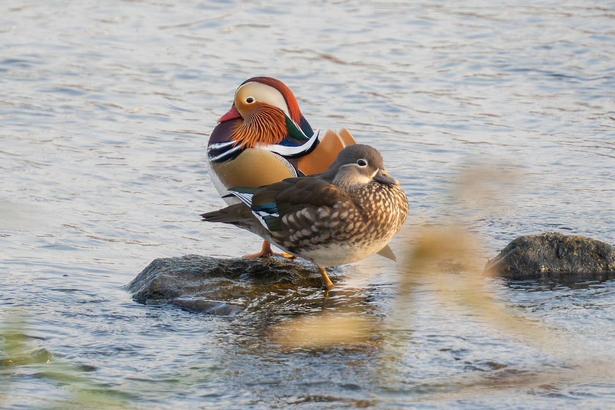 Mandarin Duck - ML645547719