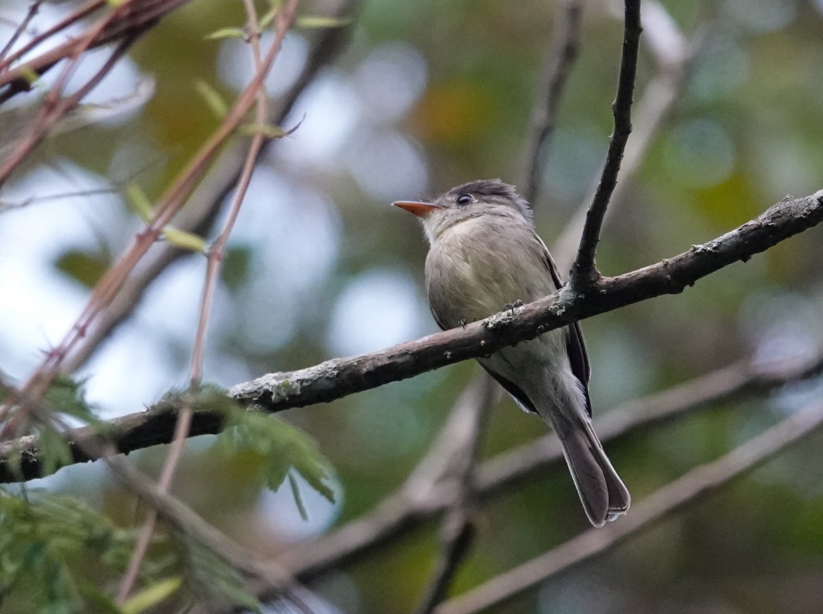 Tumbes Pewee - ML645547720