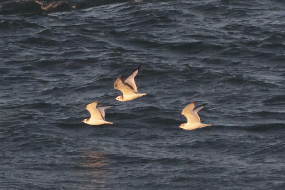 krykkje - ML645547723