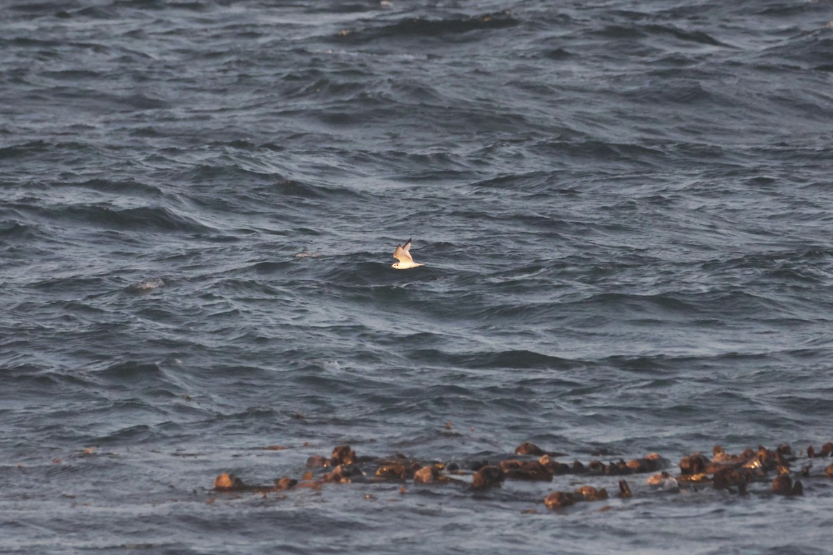 krykkje - ML645547724