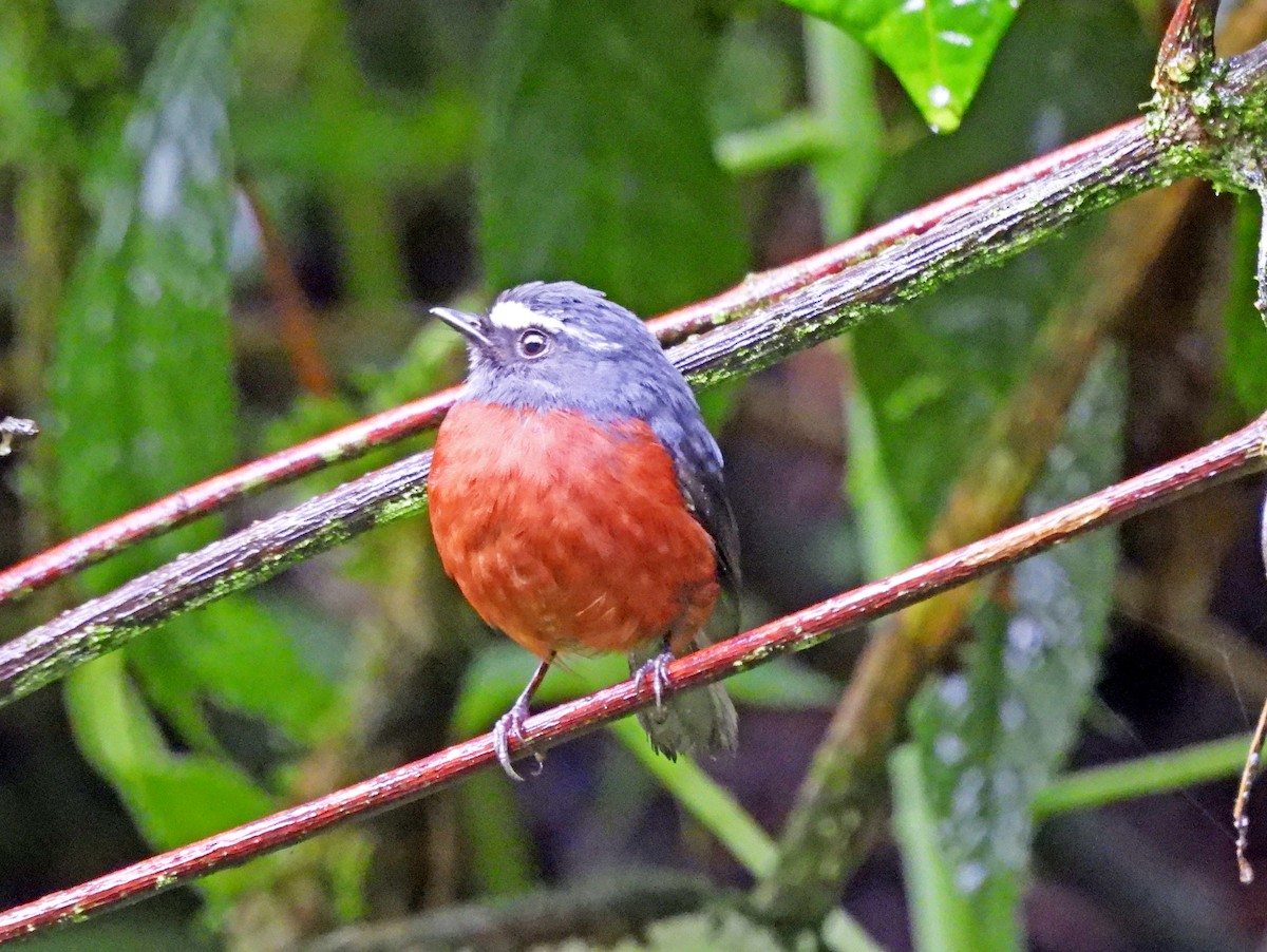 Chestnut-bellied Chat-Tyrant - ML645547732