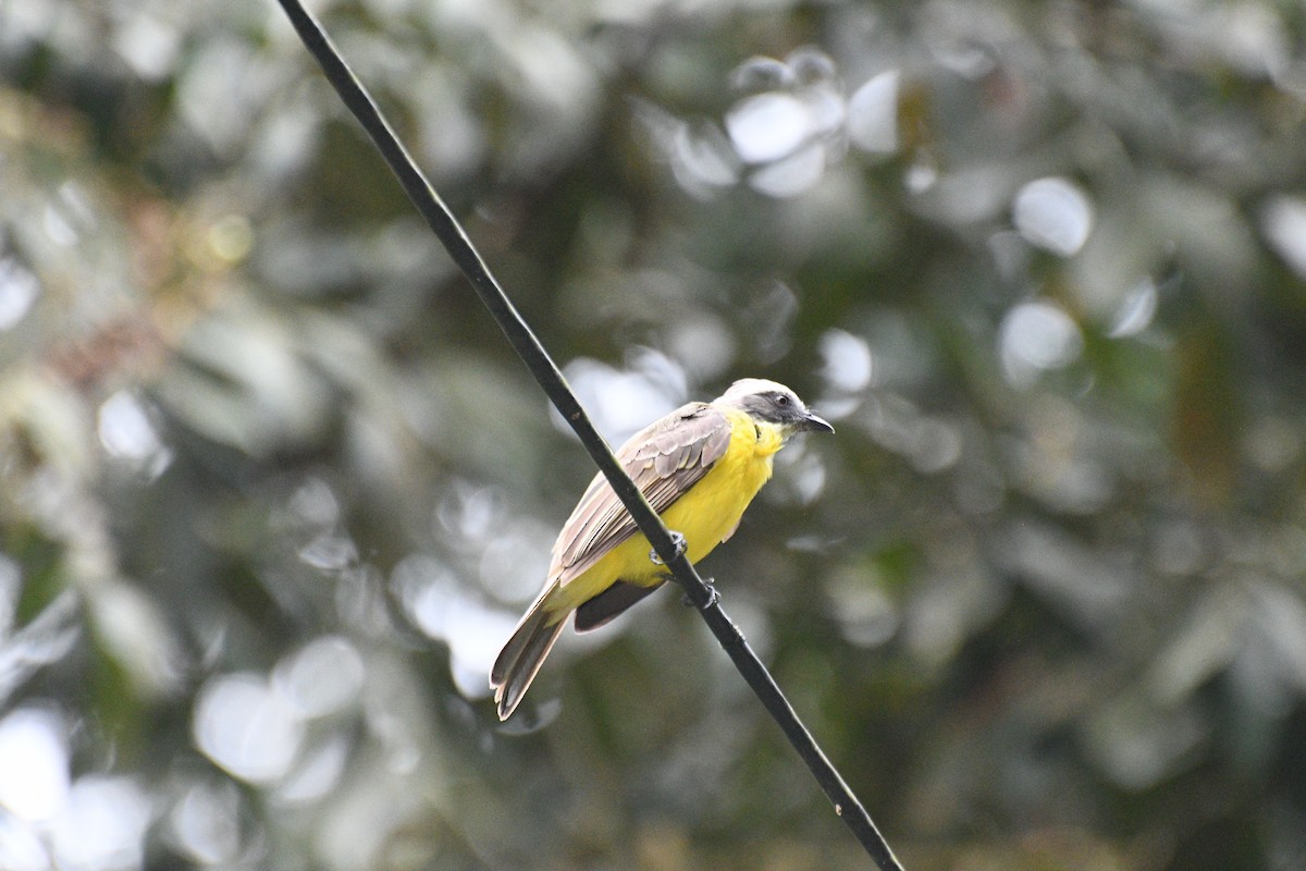 Sosyal Tiran - ML645547734