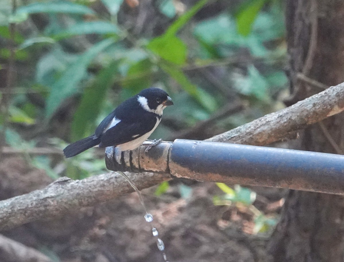 Variable Seedeater - ML645547740