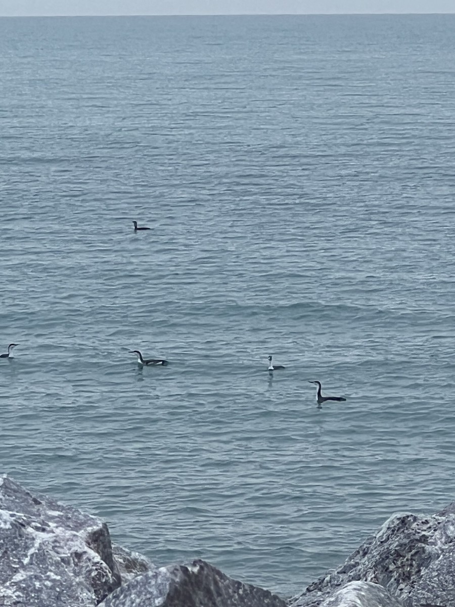 Улаан гүеэт гахууна - ML645547741