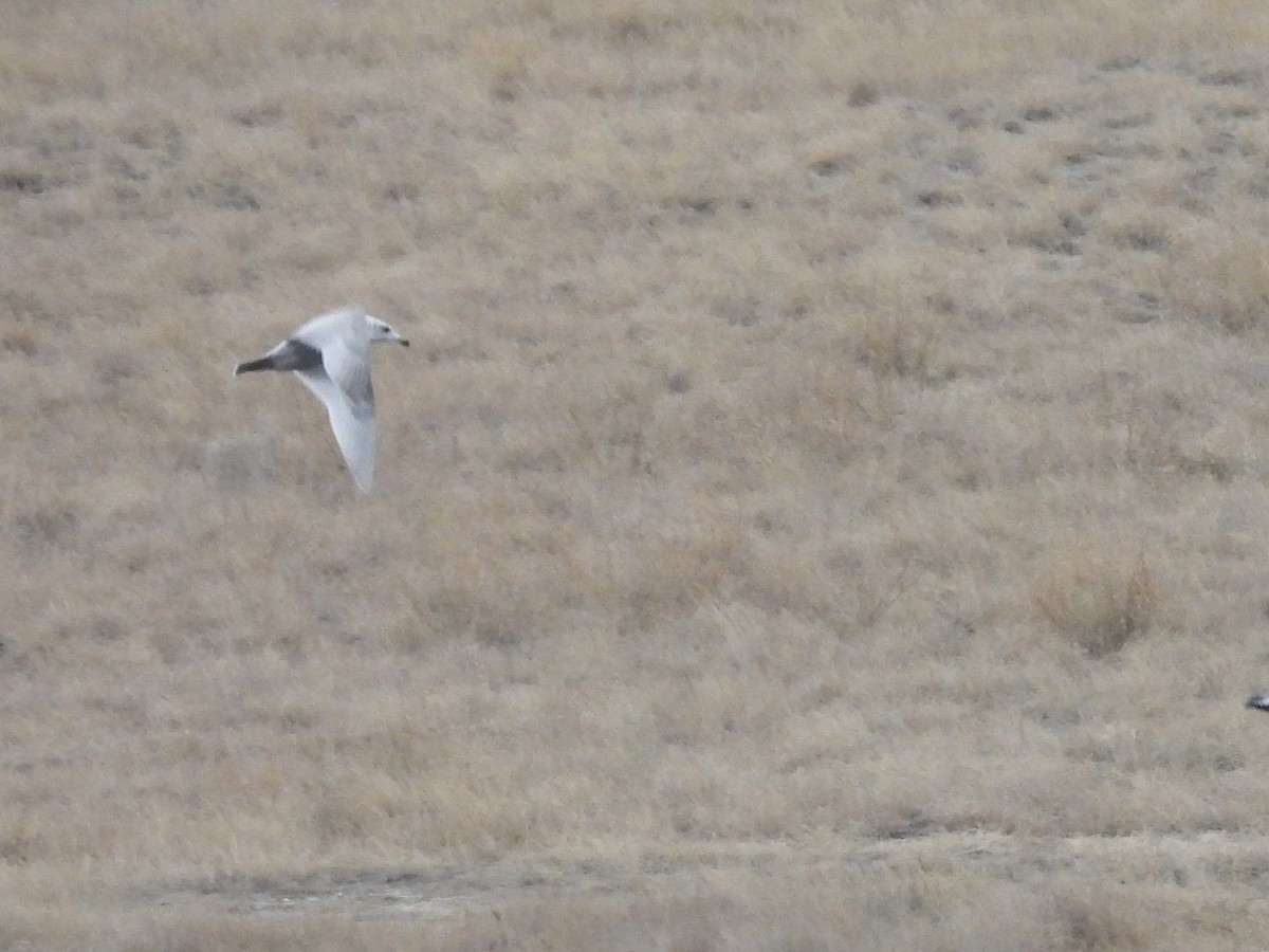 Iceland Gull (Thayer's) - ML645547742