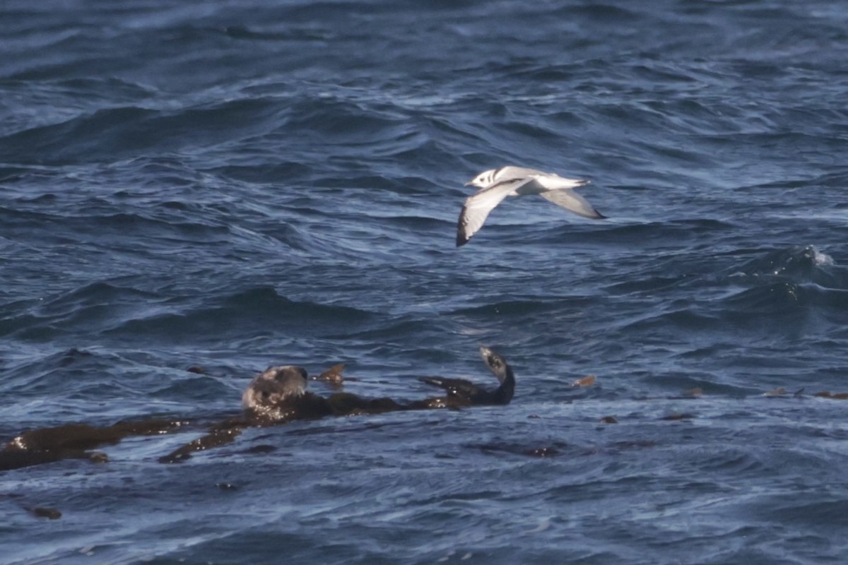 krykkje - ML645547743