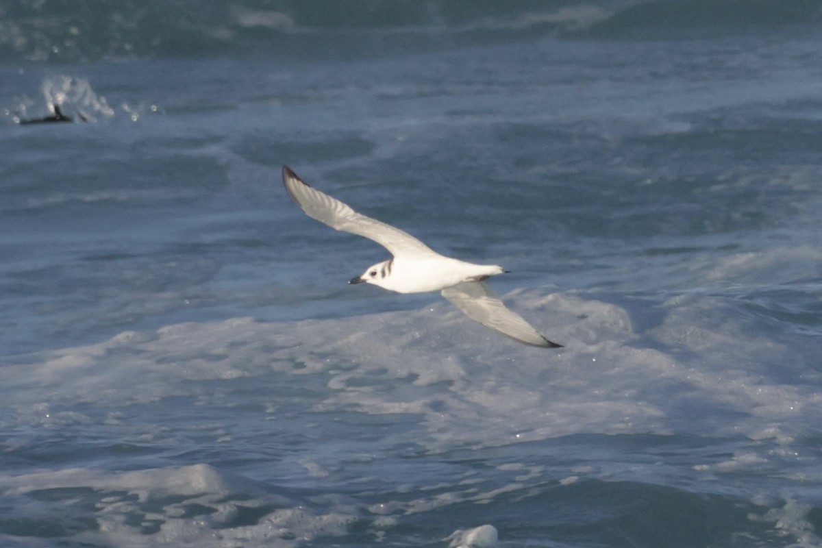 krykkje - ML645547744