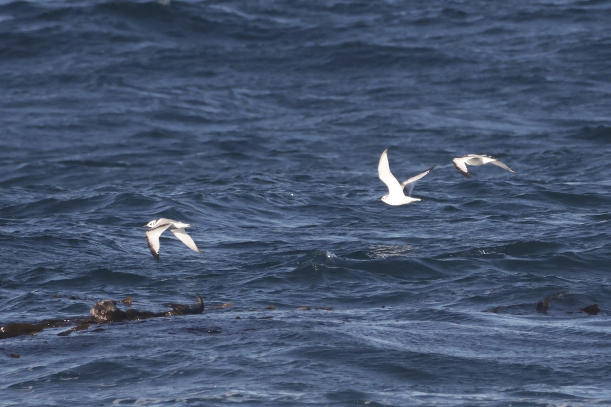 krykkje - ML645547745