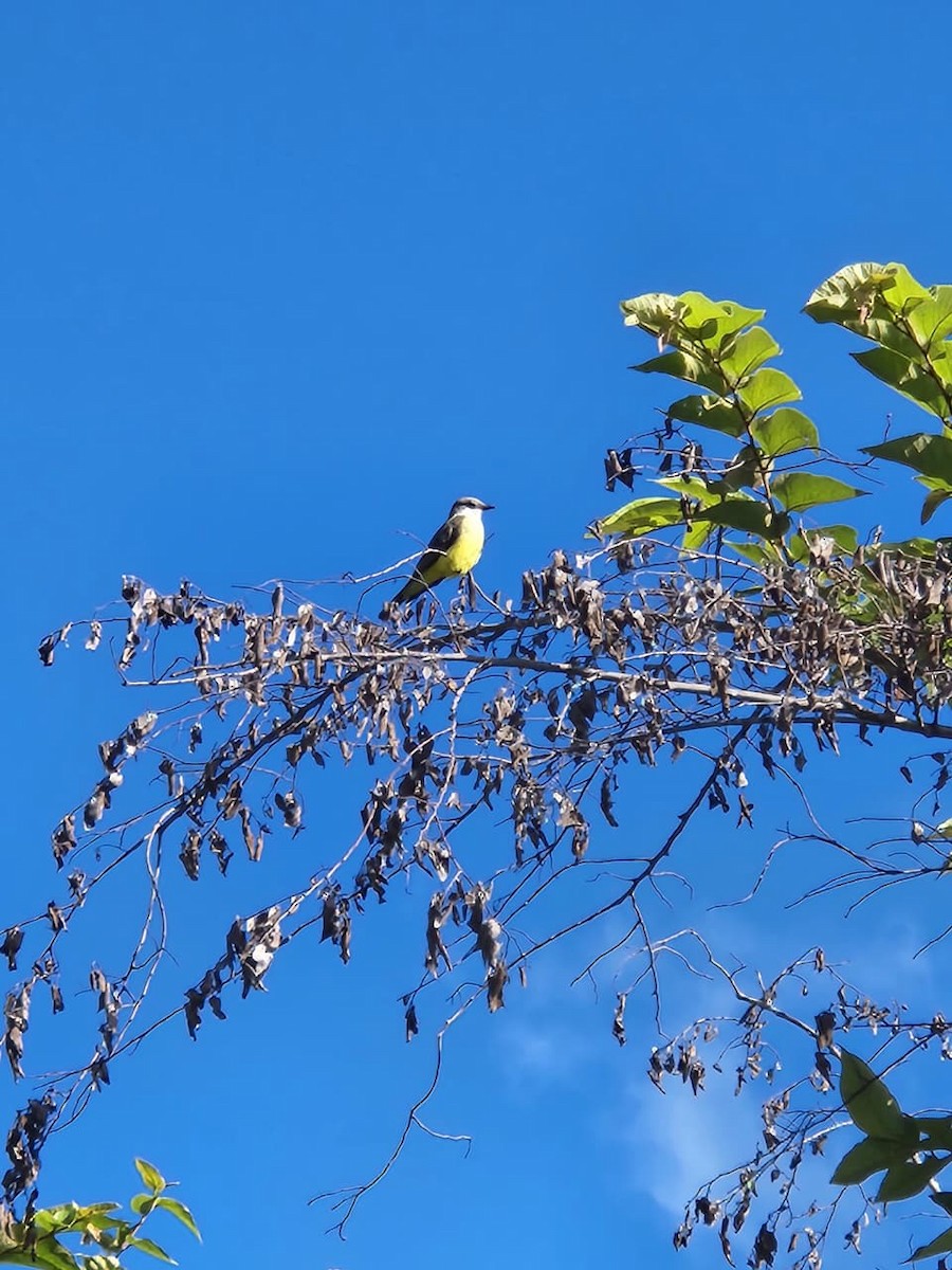 Western Kingbird - ML645547756