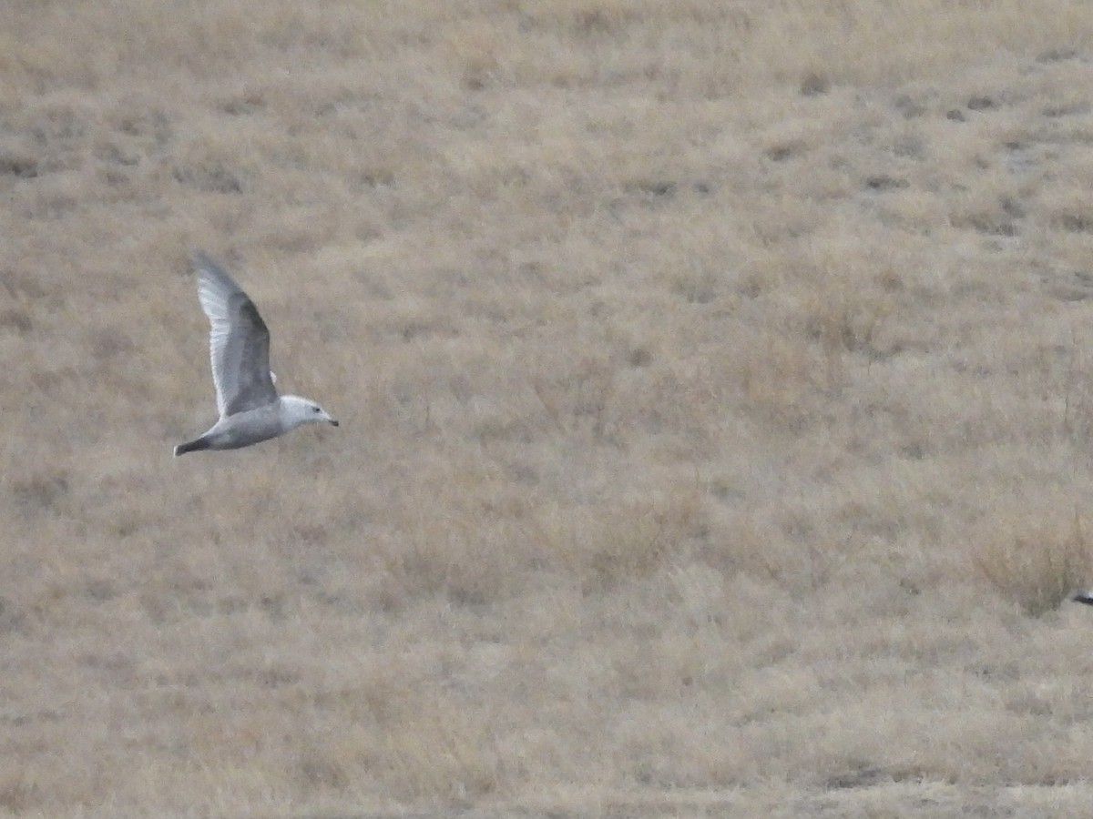 Iceland Gull (Thayer's) - ML645547757