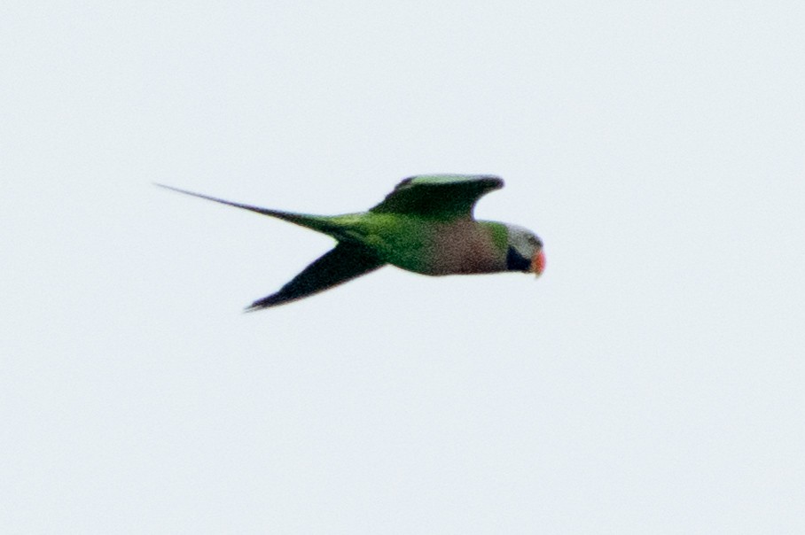 Red-breasted Parakeet - ML645547761