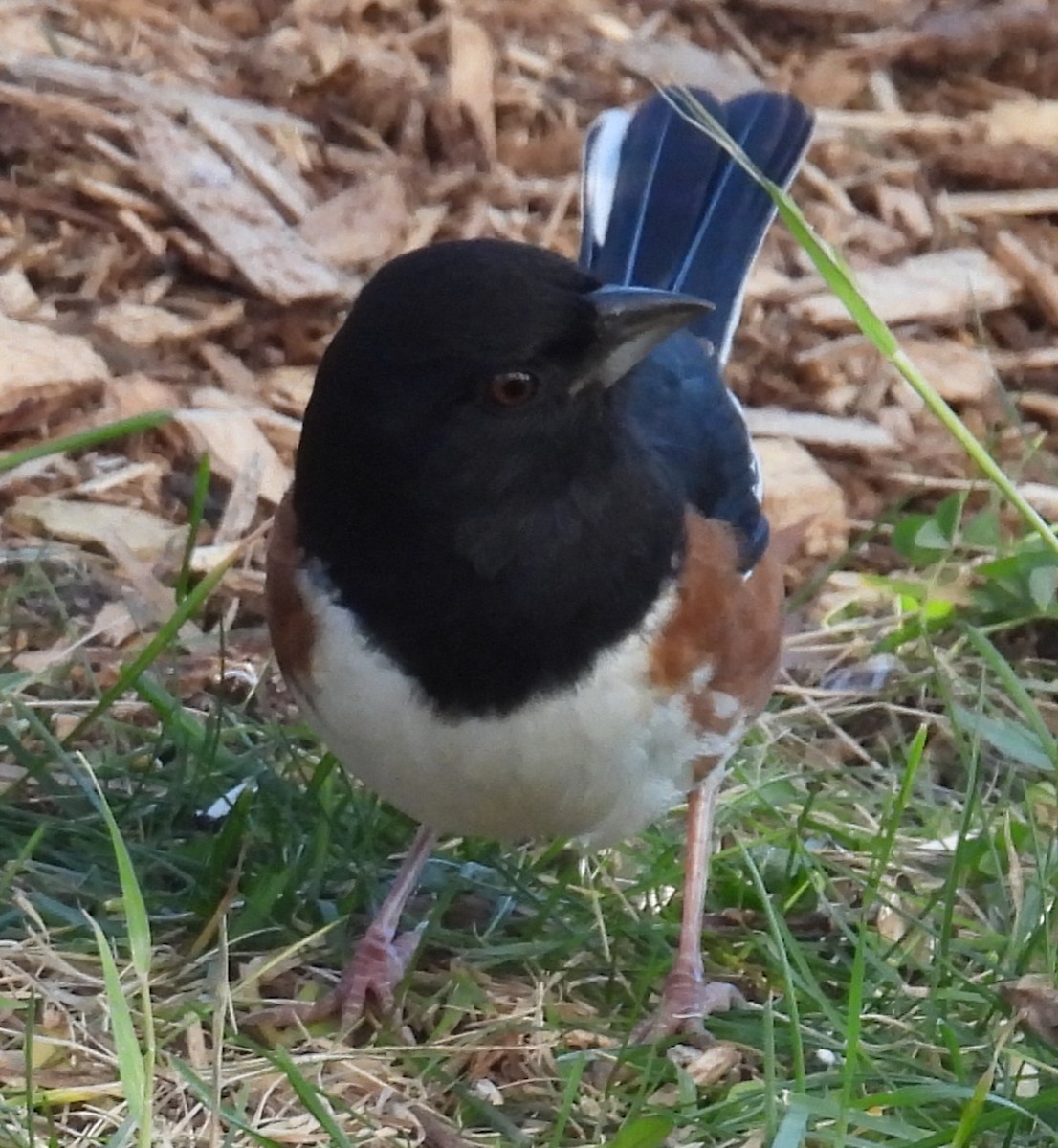 pipilo rudooký - ML645547764