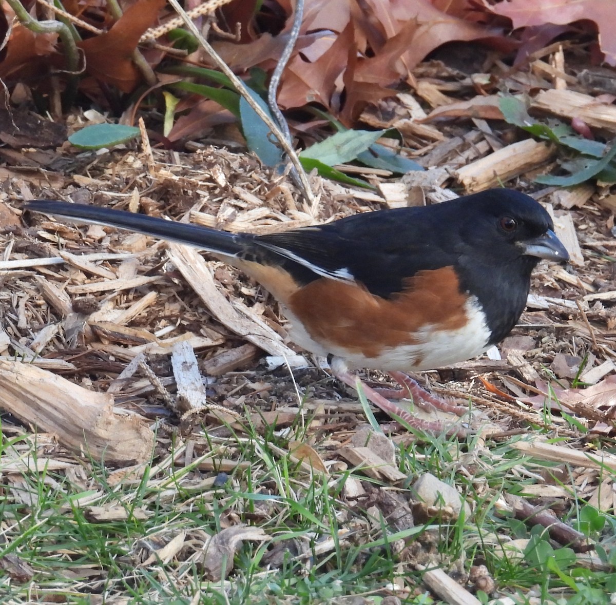 pipilo rudooký - ML645547765