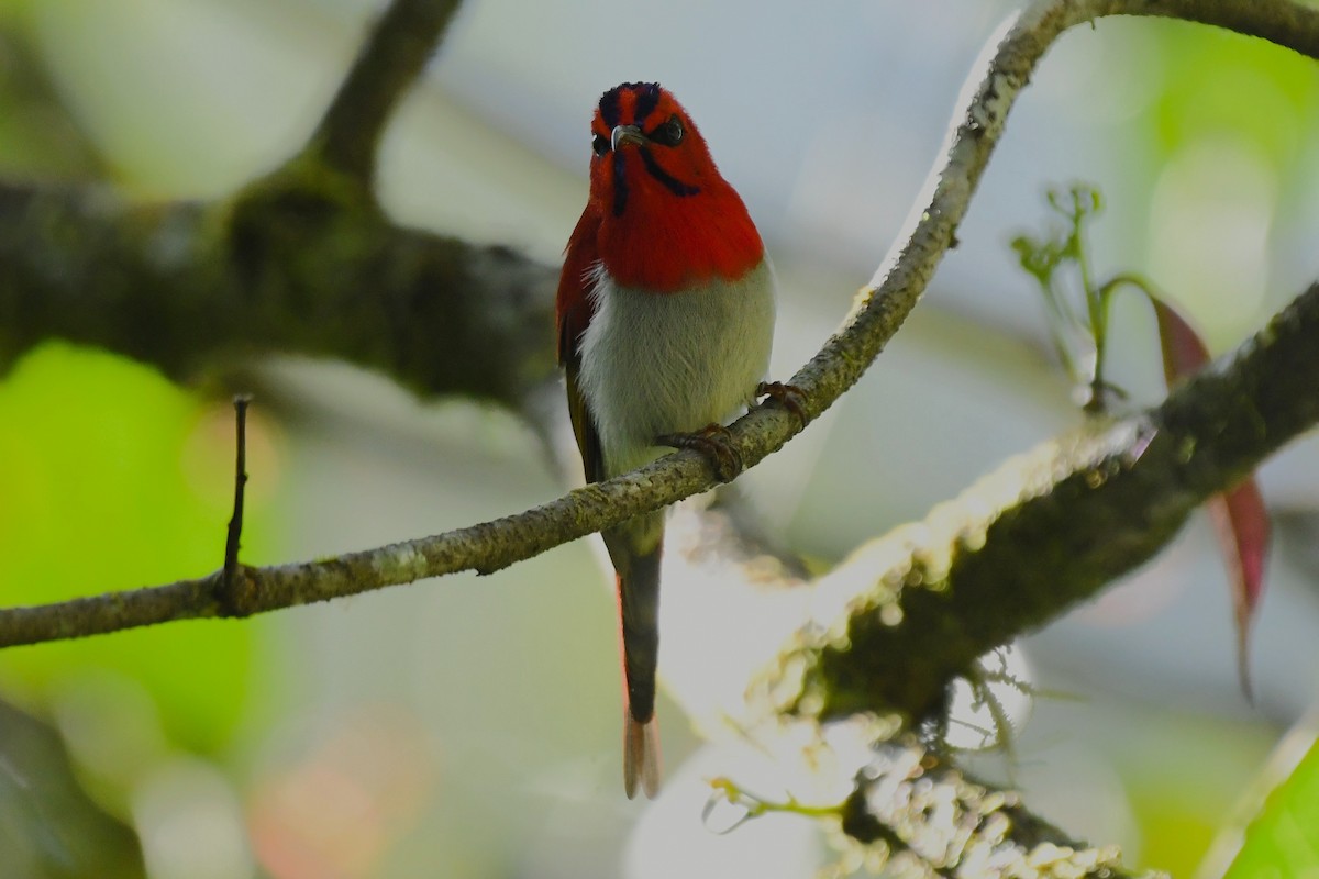 Temminck's Sunbird - ML645547770