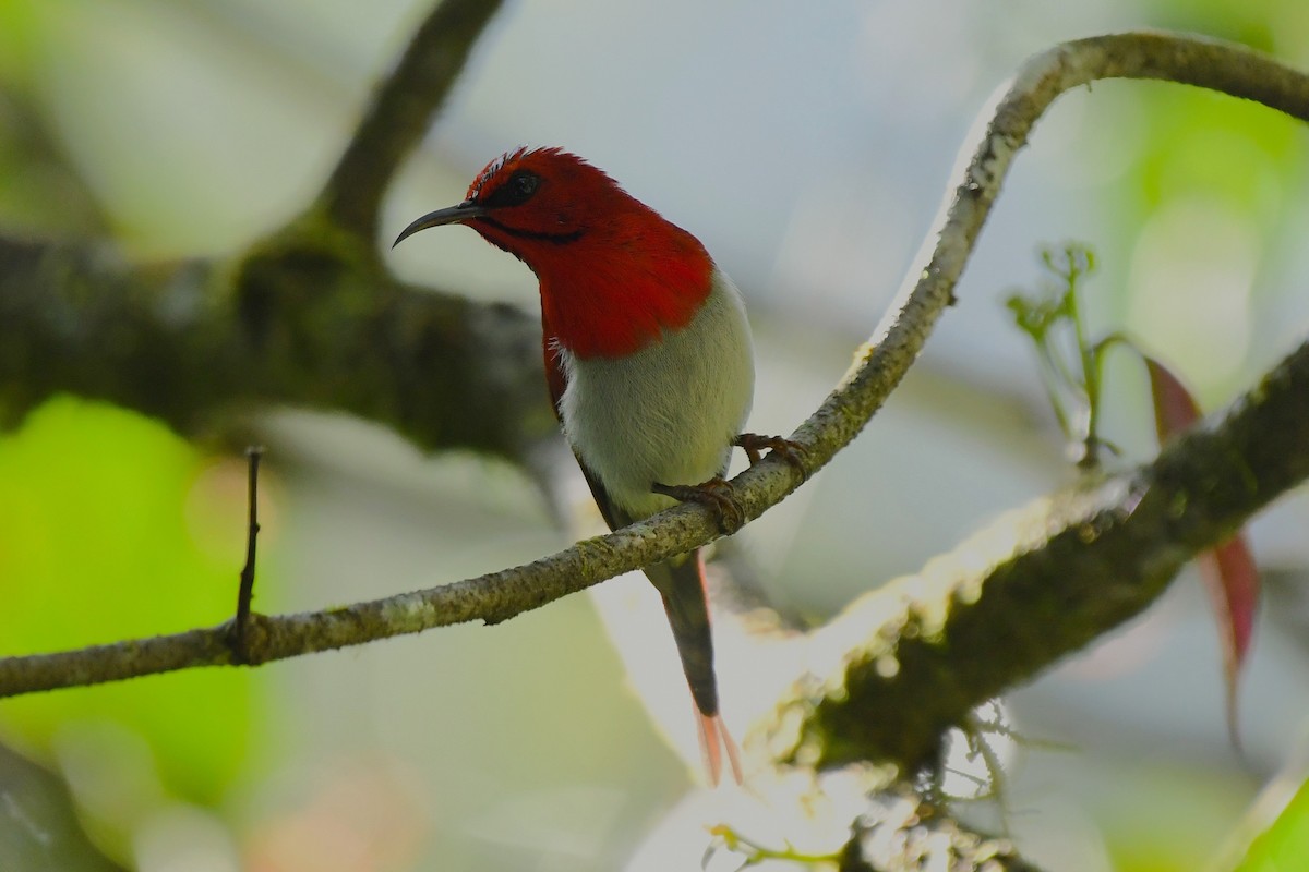 Temminck's Sunbird - ML645547771