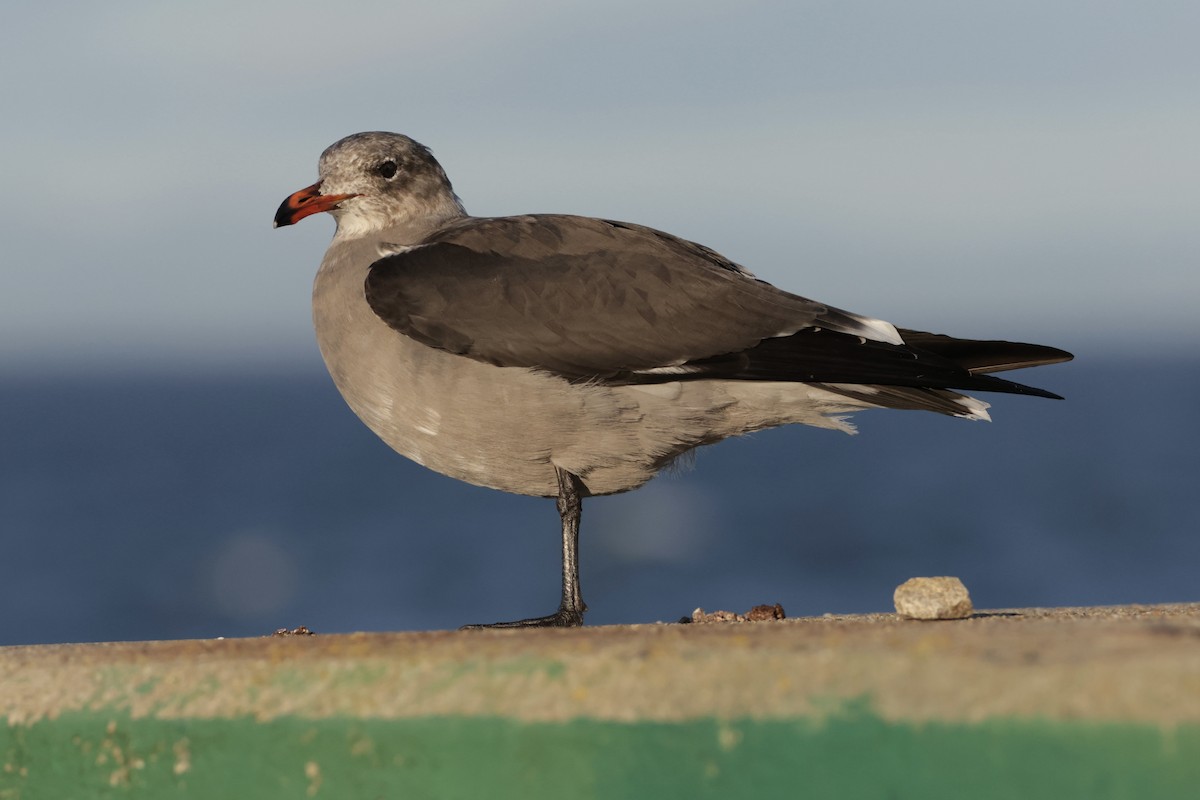 Heermann's Gull - ML645547778