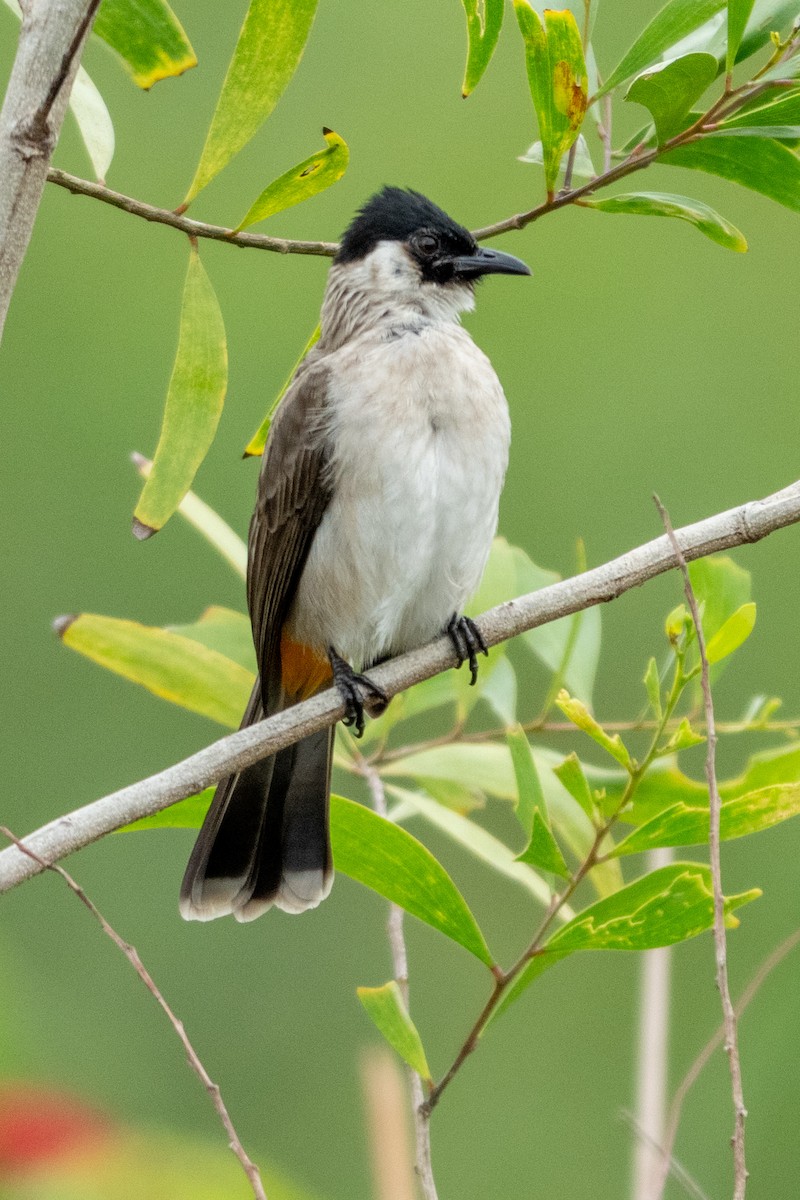 Sooty-headed Bulbul - ML645547779