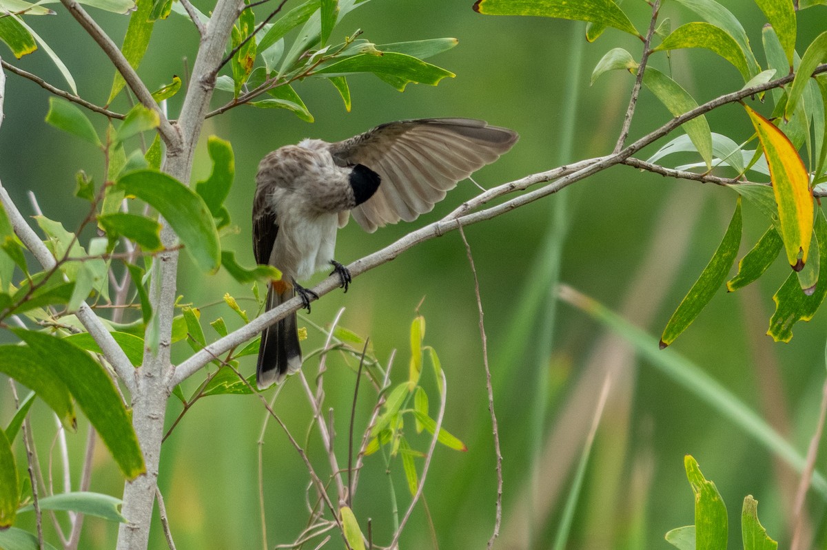 Sooty-headed Bulbul - ML645547780