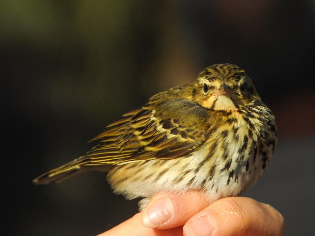 Olive-backed Pipit - ML645547782