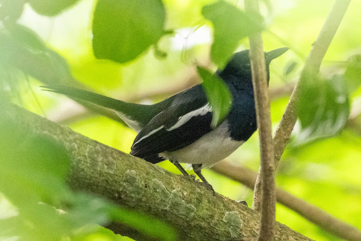 Oriental Magpie-Robin - ML645547785