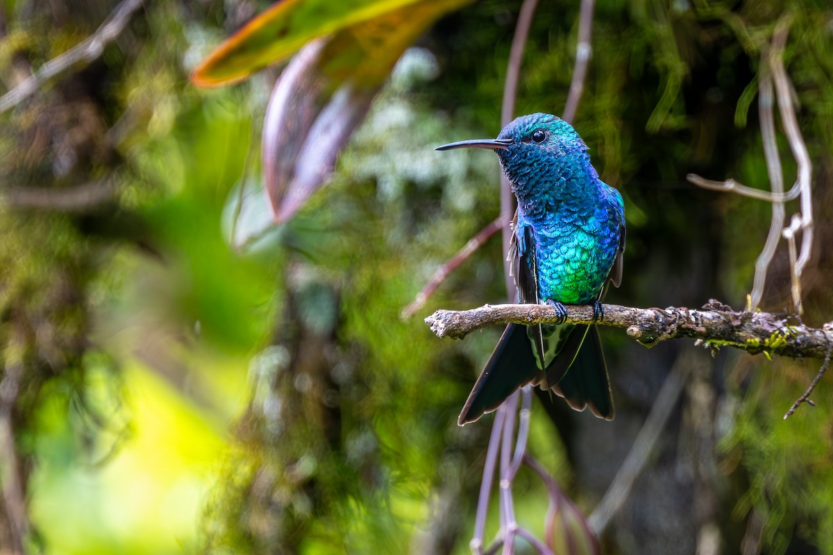 Shining-green Hummingbird - ML645547792