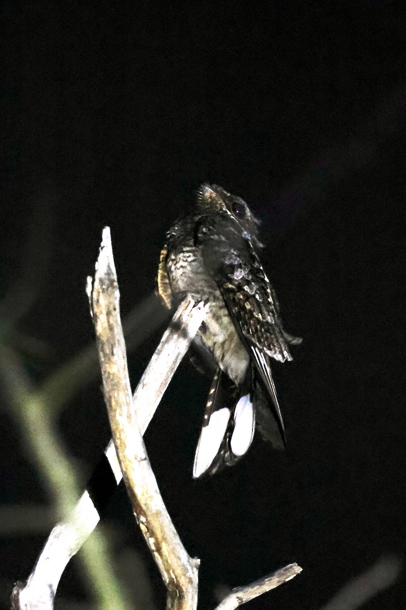 Fiery-necked Nightjar - ML645547795