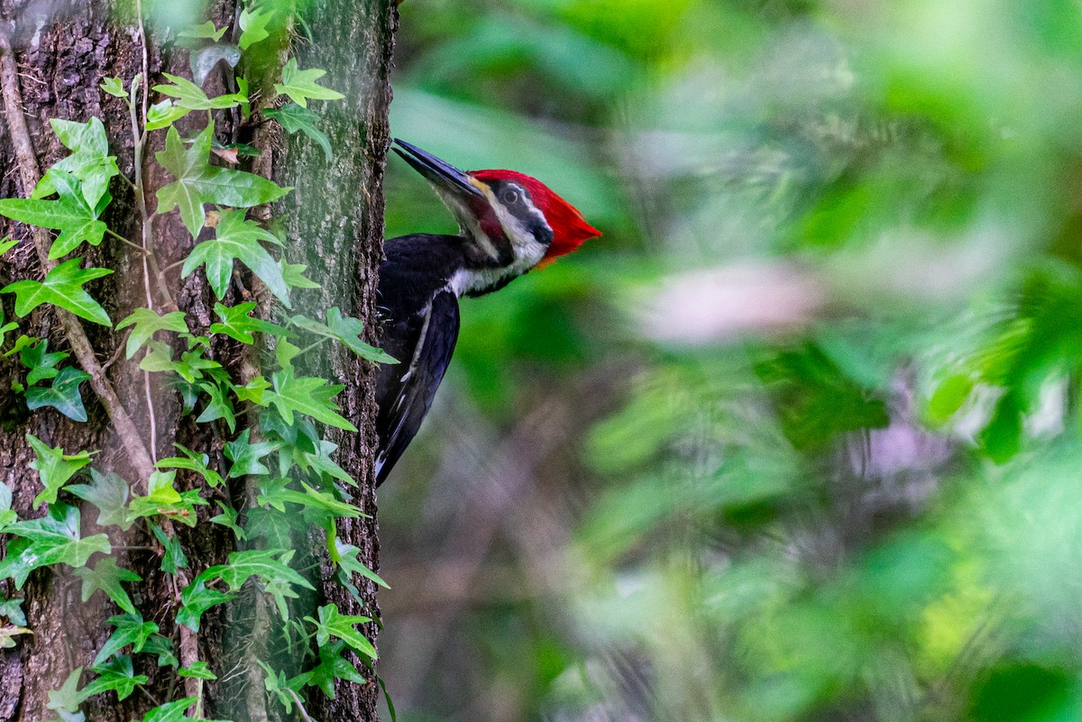 datel chocholatý - ML645547798
