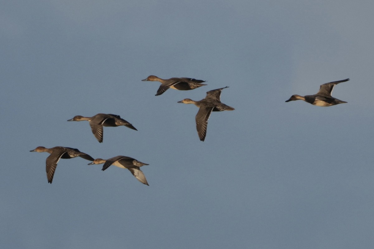 Northern Pintail - ML645547799
