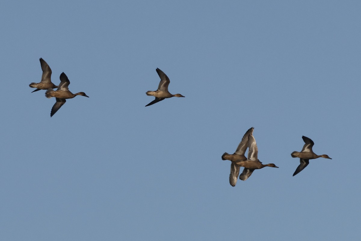 Northern Pintail - ML645547800