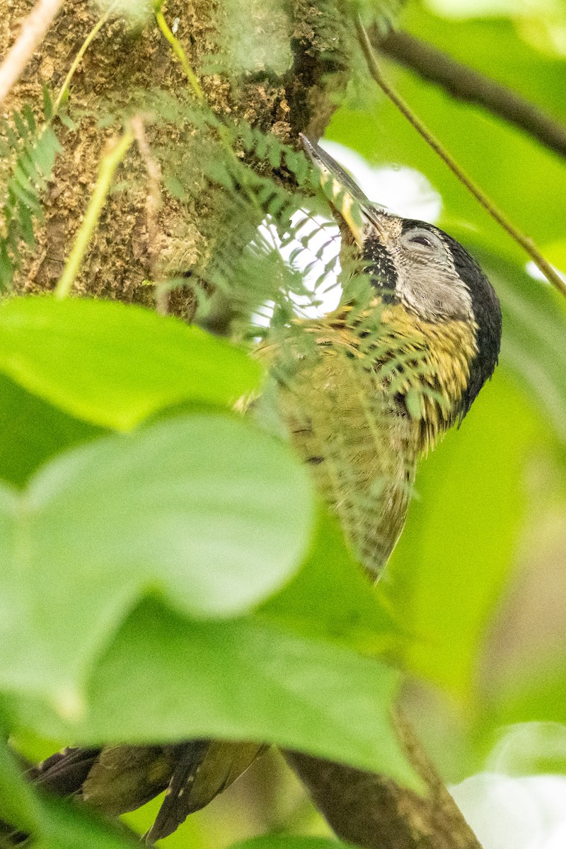 Laced Woodpecker - ML645547801
