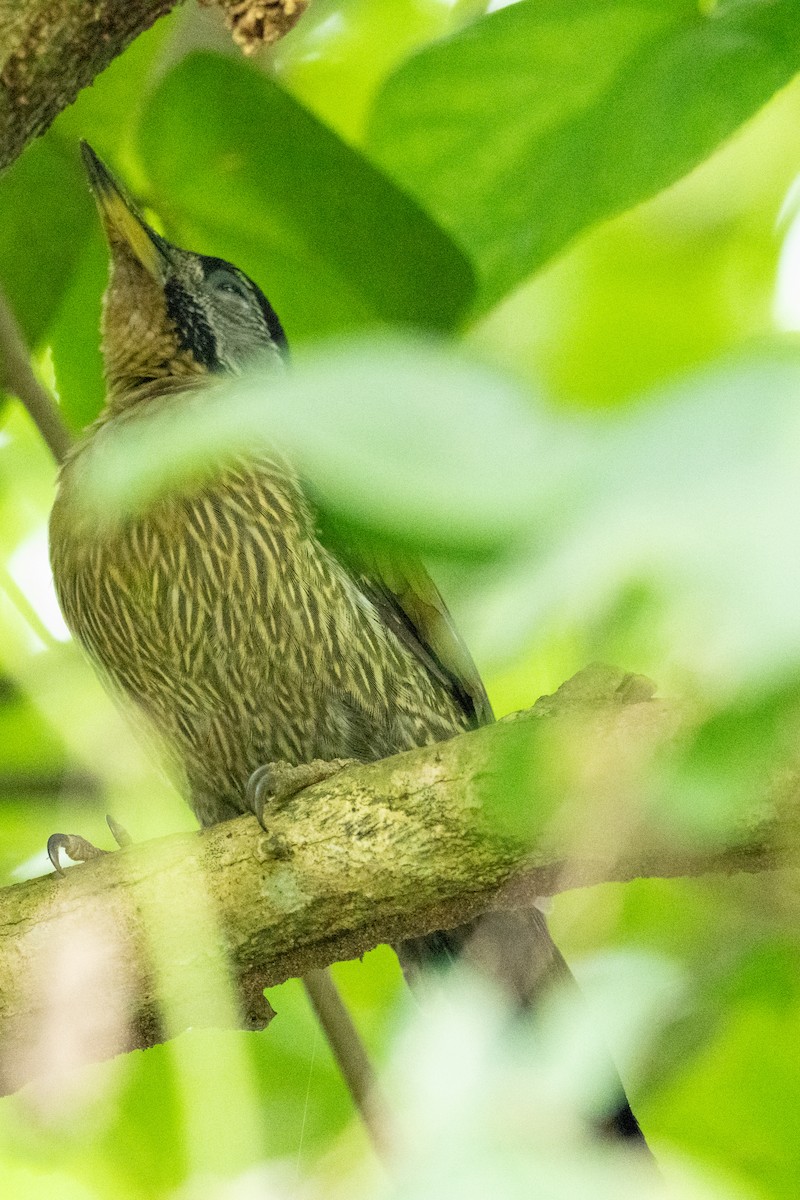 Laced Woodpecker - ML645547802